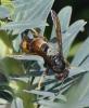 Vespa velutina